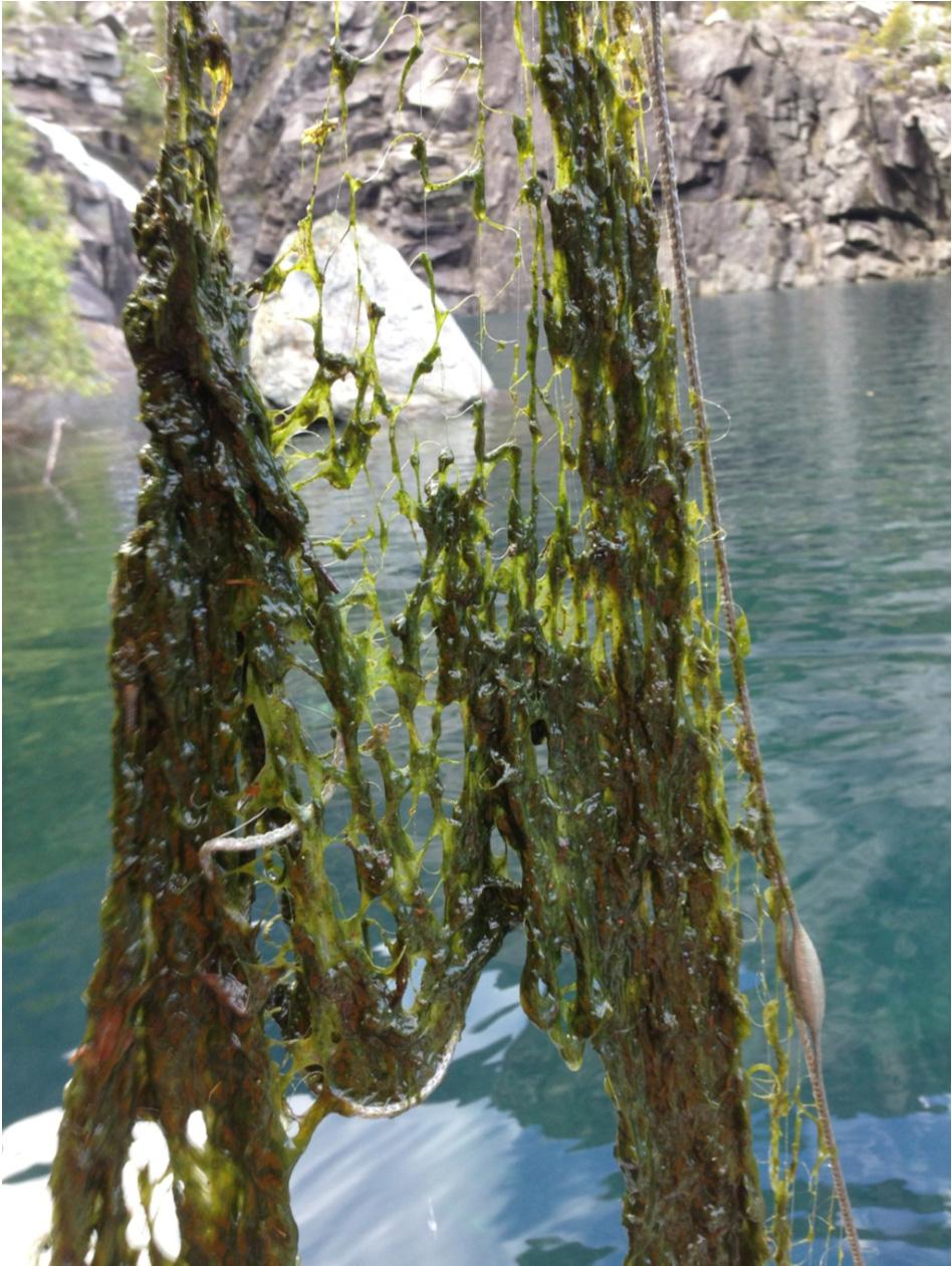 Påvekst-alger i 2013 I østre del av bassenget var det på høsten en betydelig mengde trådformede påvekstalger på stein og neddemmet vegetasjon/trær Bildet