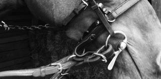 Skylapper, faste eller bevegelige (draskylapper), murphyblender eller «Can t See Back» kan påmonteres hodelaget slik at det begrenser hestens syn bakover og/eller til siden.