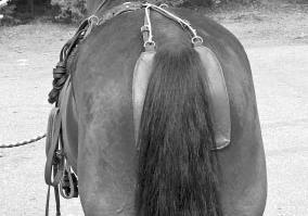 Utstyr for å hindre at hesten drar inn luft via endetarm eller skjede skal være vel tilpasset, rent og så diskret som mulig.