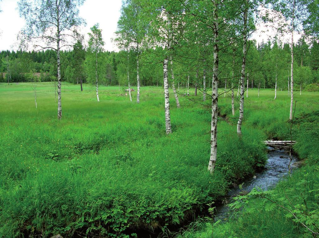 viktige, og hvorfor vi bør ta oss bryet med å lage oversiketer over hvilke arter av parasittveps vi har her til lands.