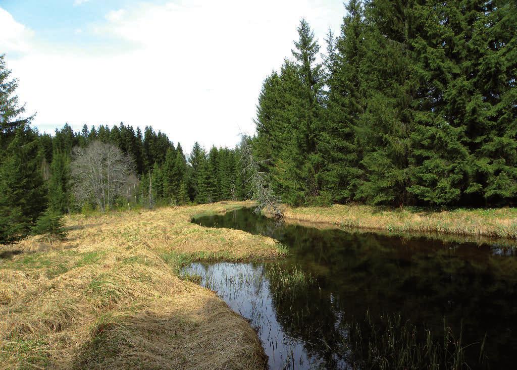 En av lokalitetene vi har hatt feller på i Maridalen er nordenden av Dausjøen der