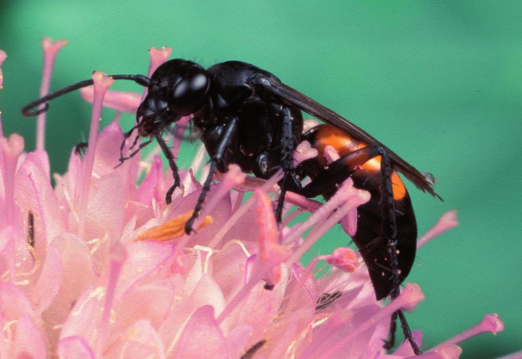 Familie Pompilidae (Veiveps) Tilhører broddvepsene (Aculeata) der vi også finner de ordinære stikkvepsene. Rundt 50 norske arter. Alle artene utnytter edderkopper og de fleste fanger disse som bytte.