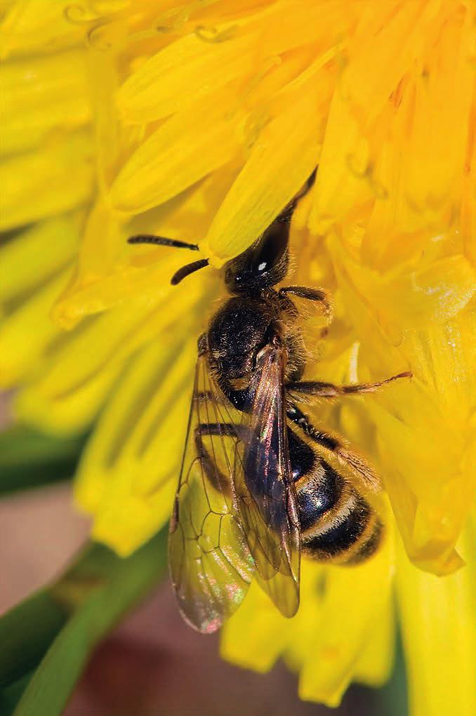 Båndbie (Halictus sp.) på leting etter pollen.