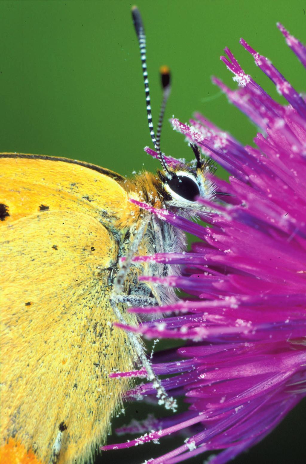 Bare drikk så mye nektar du vil, men ta med deg litt pollen til neste blomst