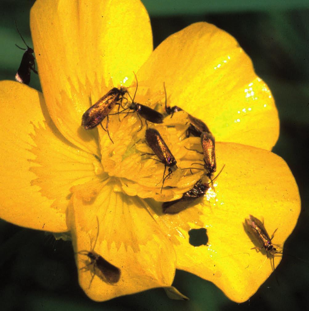 kommer så for å få sin belønning, vanligvis ved at de får drikke nektar, og samtidig avsettes pollen på insektets kropp.