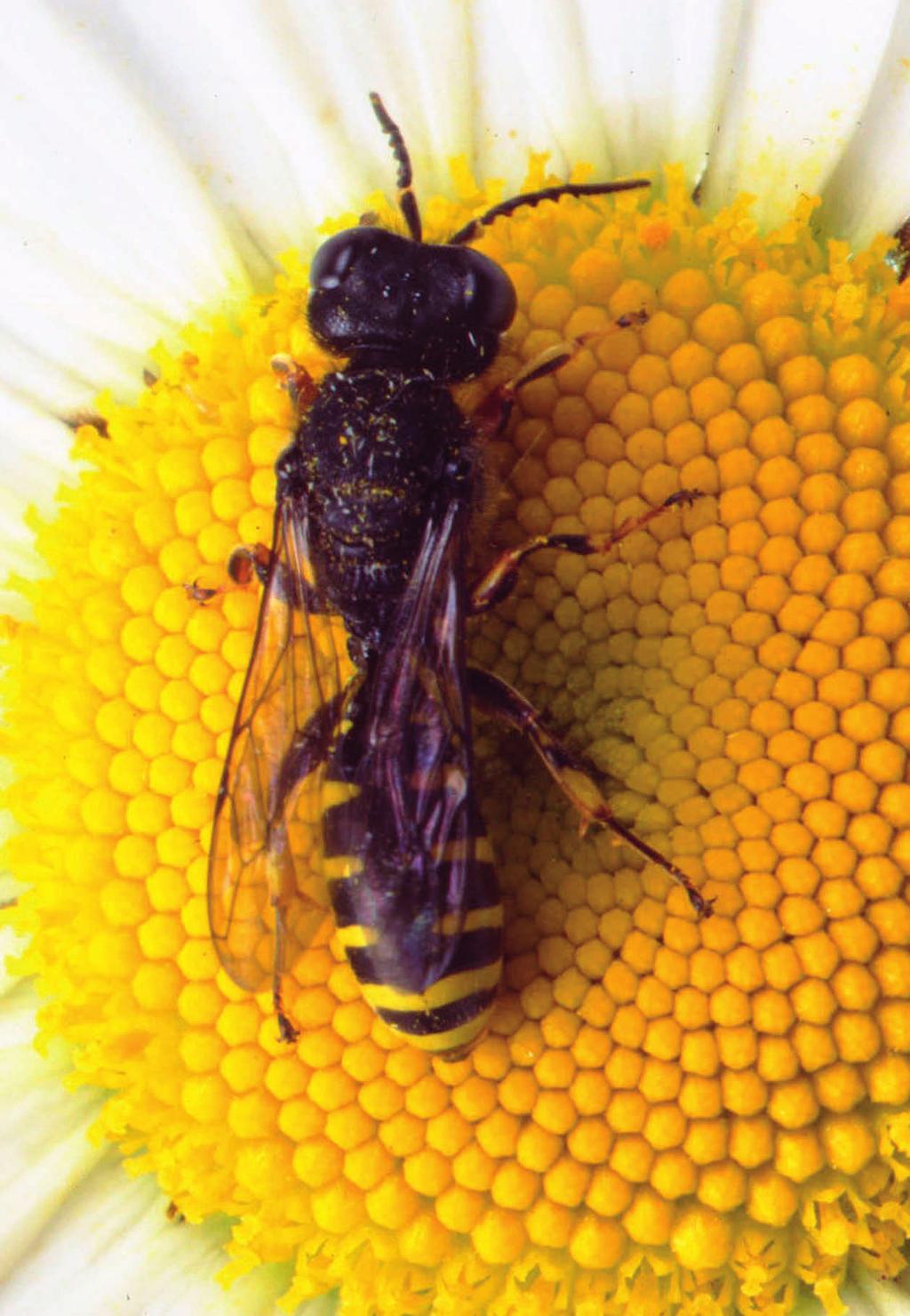 De aller fleste insekter bidrar i pollineringen. Noen er spesialiserte pollinatorer, mens andre bidrar mer beskjedent. Denne gravevepsen (Crabro sp.