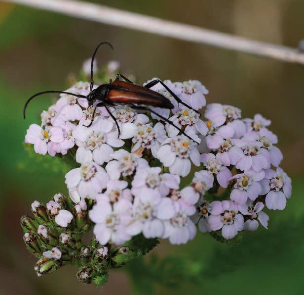 mellom de gode og de onde. Visse steder i verden er det sprøytet så mye at så å si samtlige pollinatorer har forsvunnet.