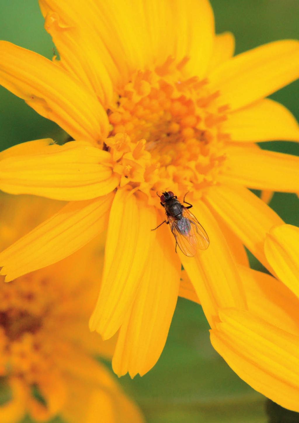 Her sitter ei flue av familien Anthomyiidae og smaker på en solblom i Bjørkelunden. Ganske uanseelig flue, men disse er gjerne spesialiserte pollinatorer.