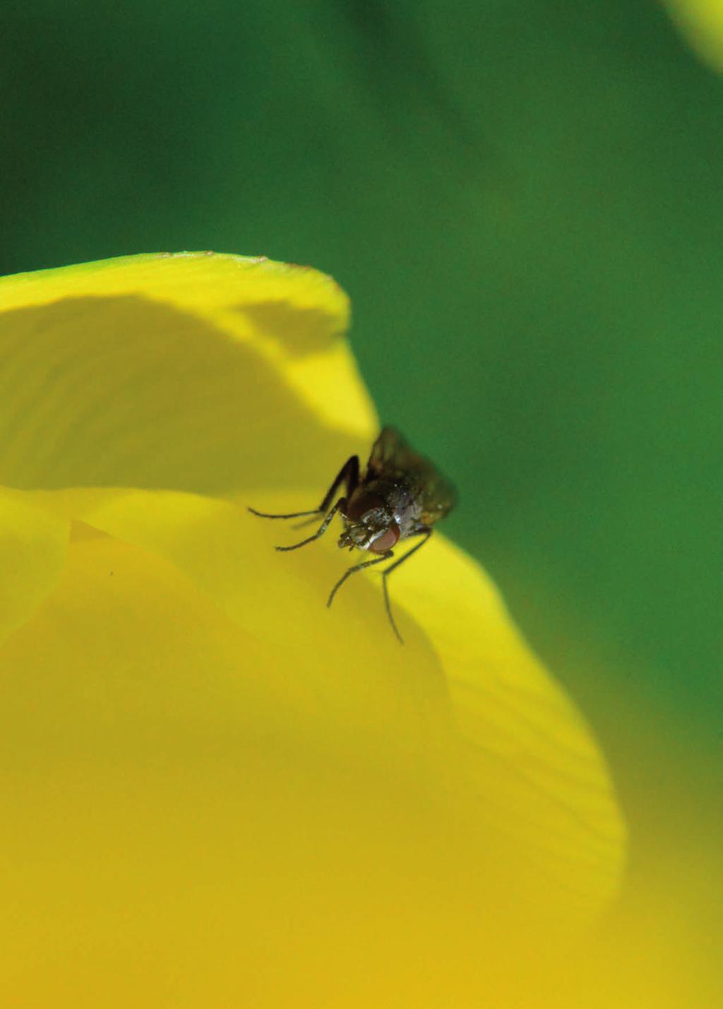 Ei ballblomflue (Chiastocheta sp.) sitter på en ballblom i Maridalen. Ballblommen er helt avhengig av disse fluene for å bli pollinert.