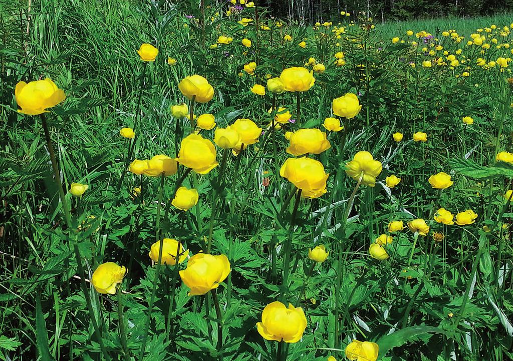 Nederst: Når ballblommen blomstrer på Slåttemyra kan man raskt