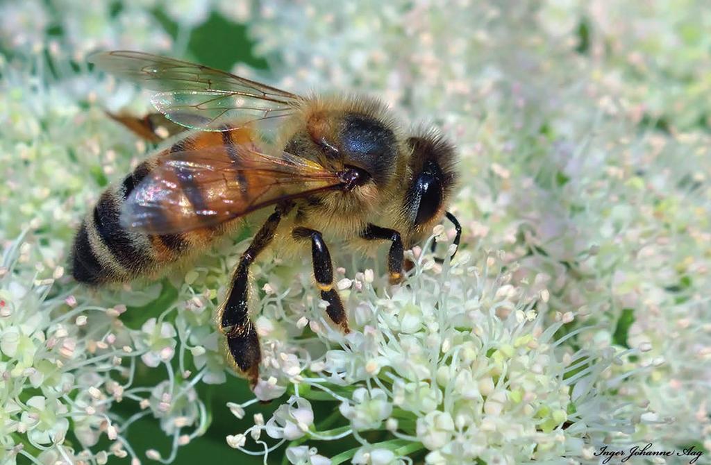 Honningbia Honningbia (Apis mellifera) er vel et av de beste eksemplene, kanskje ved siden av silkeormen, på en insektart som virkelig er i menneskets tjeneste.