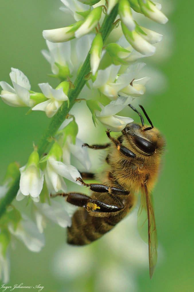 Honningbie på jakt etter pollen.