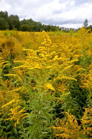 kanadagullris Solidago canadensis SE 2007 Naturhistorisk Museum 33 245160 6643092 71 kanadagullris Solidago canadensis SE 2007 Naturhistorisk Museum 33