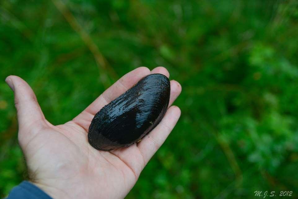 Vårt eldste dyr Men no er det mest berre pensjonistar att