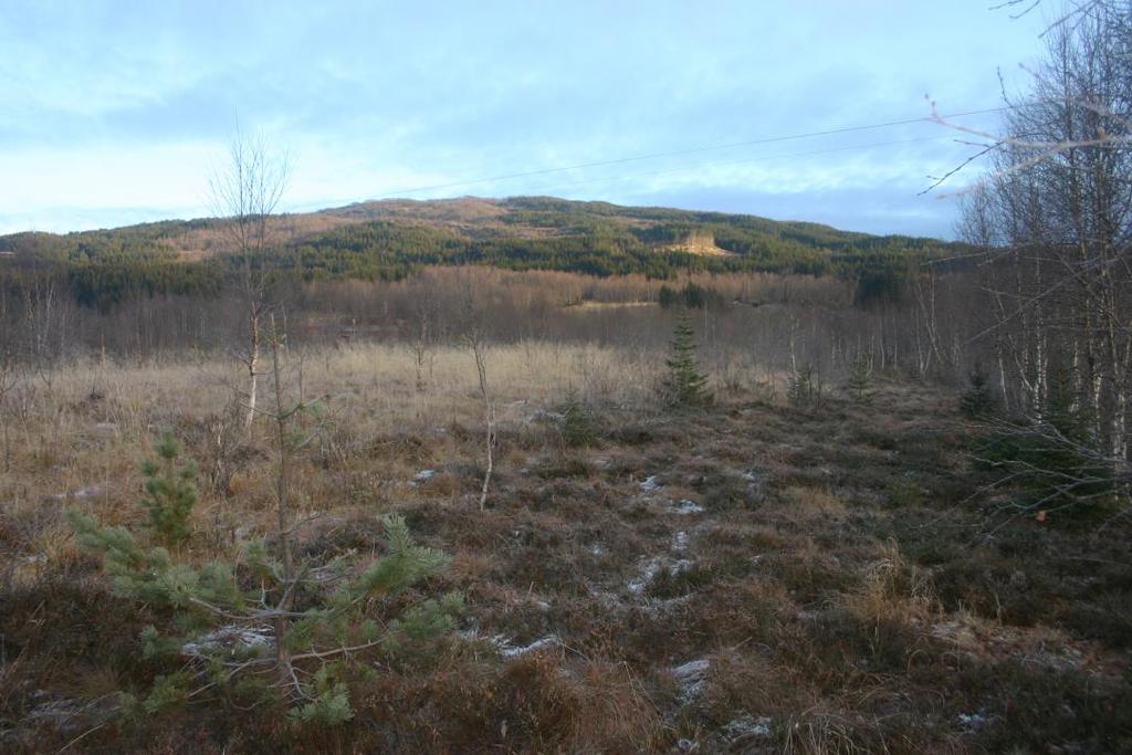 foto: Asgeir Jordbru Gjengroing på