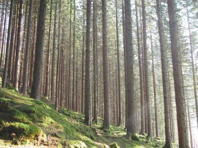 Hovedmål Høste erfaringer med planting av skog på nye arealer i Nordland som klimatiltak for økt opptak av
