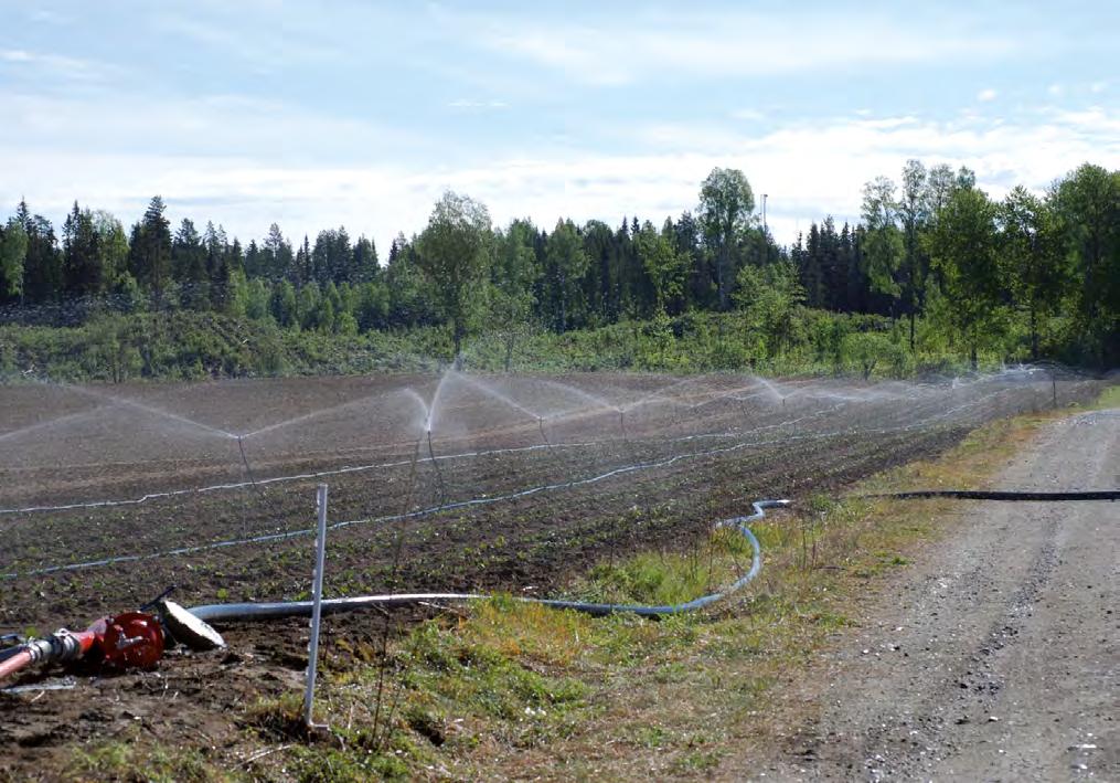 Vatning er avgjerande for god etablering av nyplanting. Her vert det brukt mikrospreiarar i eit felt med ventebedsplanter av Sonata.