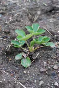 Jordbær kan plantast heile sommarhalvåret. Det viktigaste er at plantene er godt utvikla med unge, kvite og friske røter, og at jorda er preparert og klar for planting.