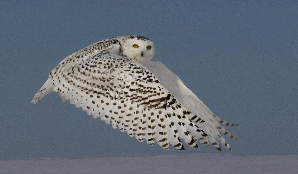 Det kan også være vanskelig å skille ut flygende måker når en ser dem på langt hold. Voksne måker er lyse, og kan derfor feiltolkes som flygende snøugler.