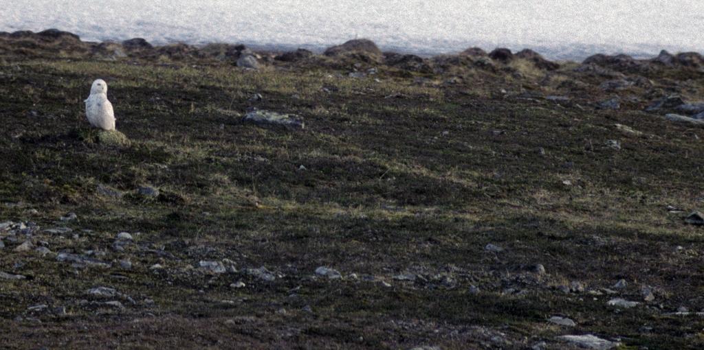 Når snøugla har oppdaget noe spiselig, letter den og glir raskt mot byttedyret som den griper med klørne. Den kan lande på byttet, eller snappe det med seg i flukten.