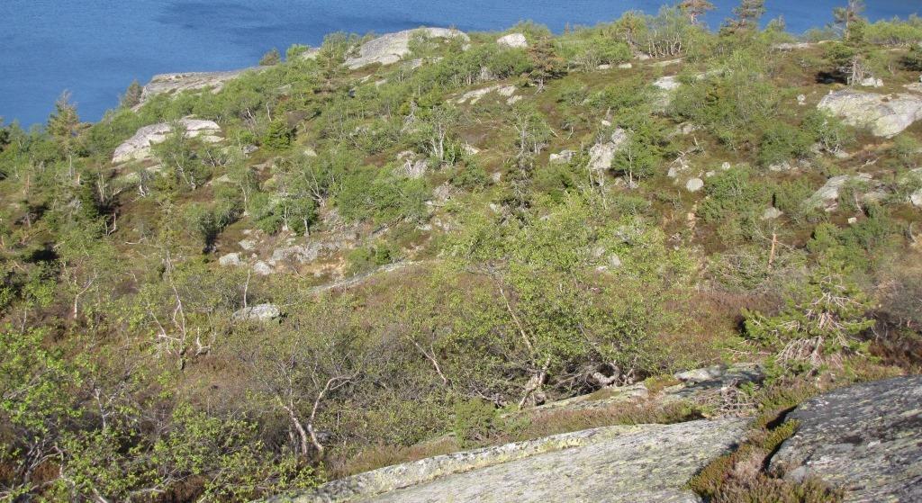 Bilde 3. Vegetasjon på vestsiden av Grødefjell i det nordlige planområdet til Hovatn vindkraftverk. Flere kilder hevder at det forekommer en sakte gjengroing av disse heiområdene.