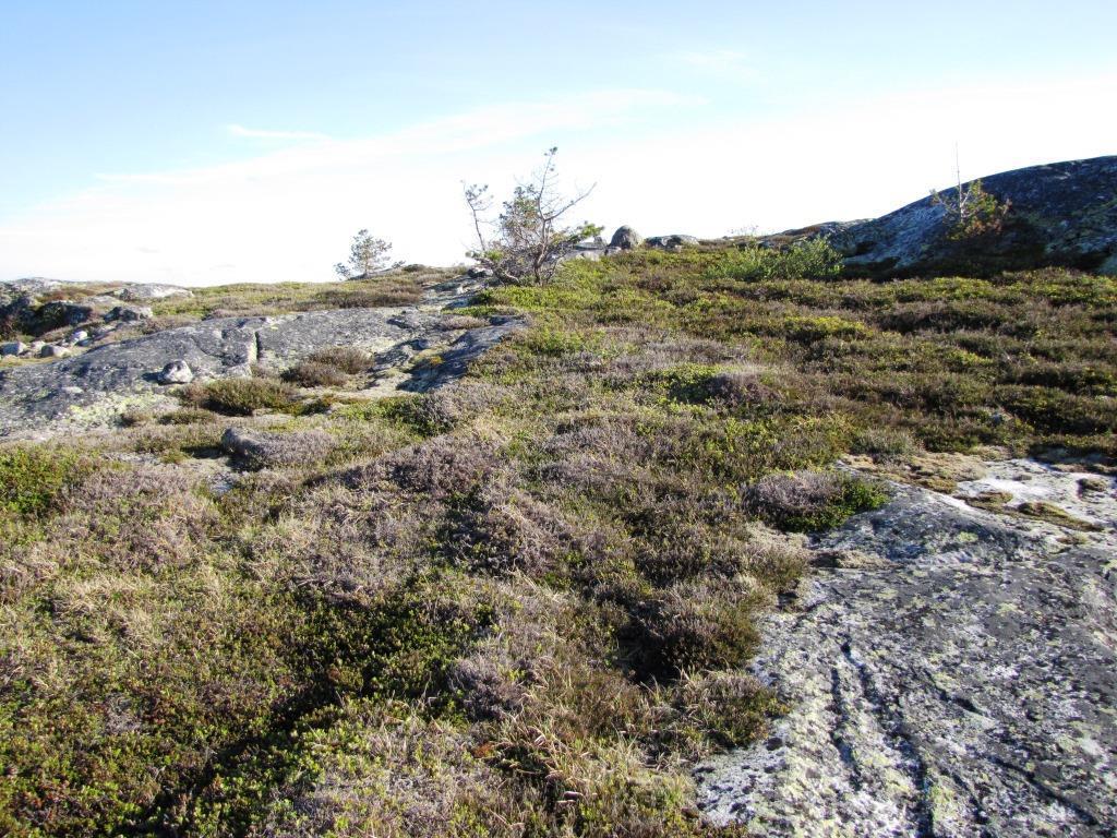 Bilde 4. Representativ vegetasjon fra de høyestliggende delene av området til Hovatn vindkraftverk.