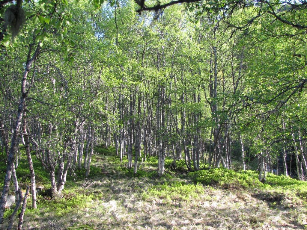 dalen som går øst-vest mellom de to planområdene går det dessuten en tursti, og vegetasjonen i dalen er relativt høyvokst og tett (Bilde 5).