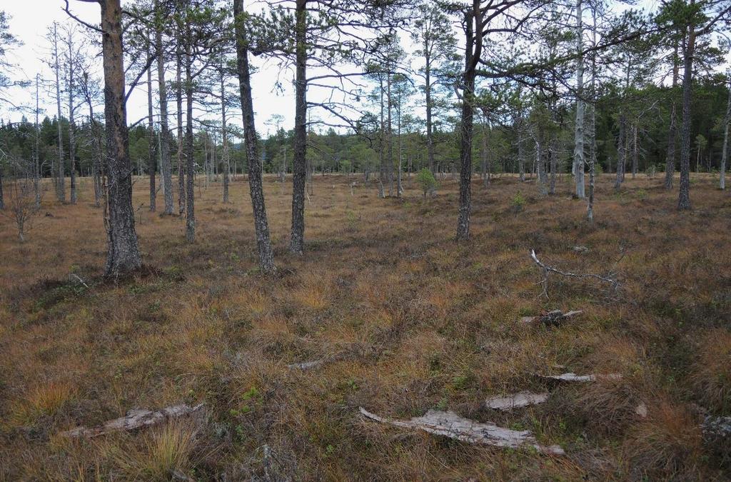 Det er helning fra høyre mot venstre i bildet, og kantskogen markerer overgangen fra et