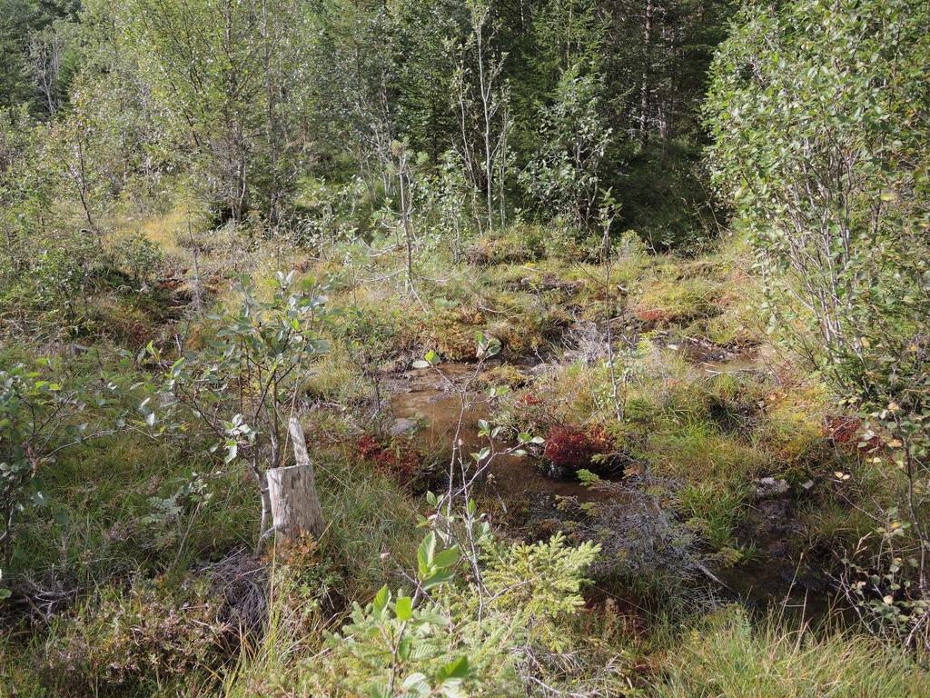 2 Metode Feltarbeidet ble gjennomført av M. Fandrem, D.-I. Øien og A. Lyngstad 2.9. 2016. Artslister ble ført i felt, og det ble laget utkast til kart over myrmassiv på utskrifter av ortofoto.