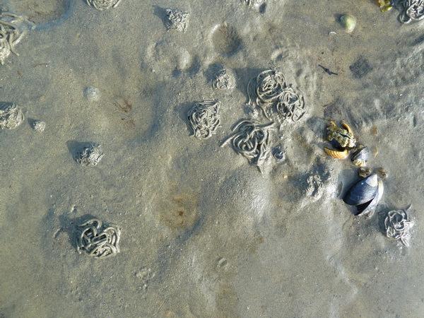 hjerteskjel (Cerastoderma edule) og mykje skjelrestar av hjerteskjel og teppeskjel (Venerupis pullastra). Det var og mykje vanleg strandsnegl på blautbotnen (Littorina littorea). Figur 11.
