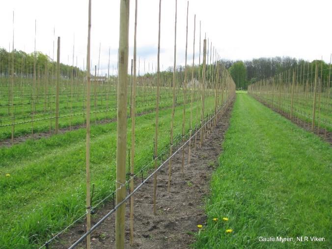 ETABLERING AV FELT Link til nyplantingsmanualen for fruktdyrkarar- Norsk Landbruksrådgiving Bilde 4. Nyplanta eplefelt med eittårige pisker av Discovery i Østfold.