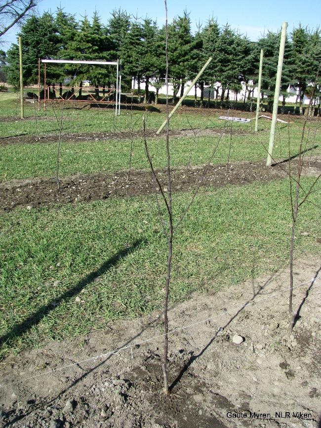 Hos ein dyrkar i Østfold er det gode erfaringar med å lage til falskt såbed med å frese opp radene hausten før planting. Så snart ugraset har spirt og fått nokre blad, blir det frest på ny.