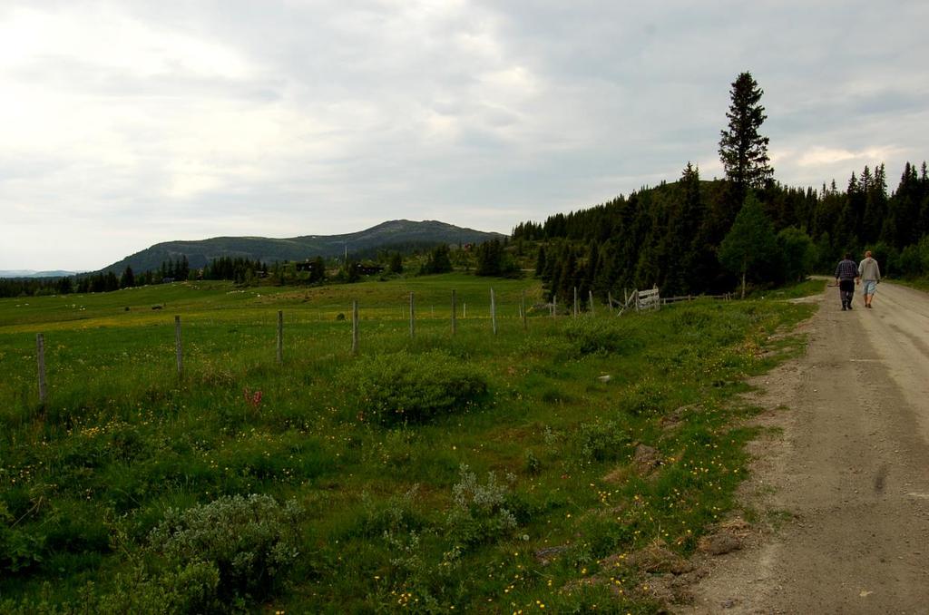 Figur 4 Typisk landskapsbilde for Fåvangfjellet; beitemark i nedkant av Goppolvegen og skogkledde åser i