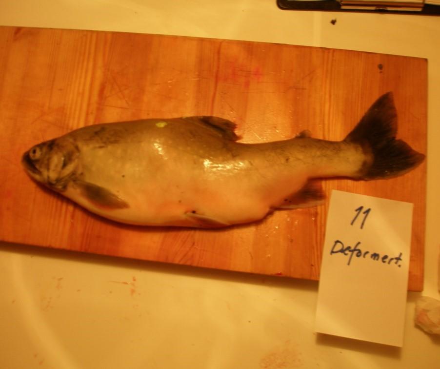 3. Metode og materiale 3.1 Prøvefiske Prøvefiske med garn ble gjennomført i perioden 12-24. september 2016. Det ble kun fisket i strandsona (litoralen 0-10 m).