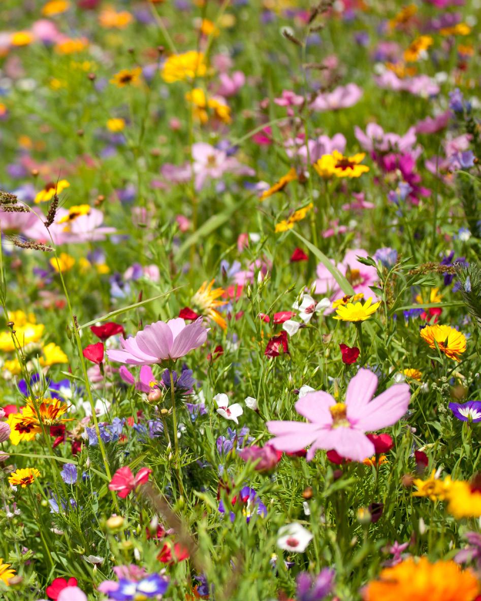 Vakkert & frodig lekre boliger sentralt på Søreide Sjøluft. Blomsterduft. Tærne i gresset. Sentralt pa Søreide like ved Oddamarken kommer det frodige boligprosjektet Villblomsten.