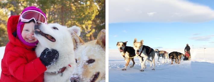 Moro for hele familien. Hundekjøring (0.