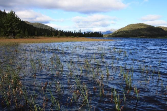 31 Tansvatn Hjertetjønnaks Potamogeton perfoliatus (vanlig), tusenblad Myriophyllum alterniflorum (lokalt dominerende), elvesnelle (vanlig) og