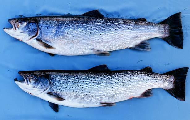 Påvirkning Sjøørret påvirket av andre faktorer enn laks Ulik biologi.