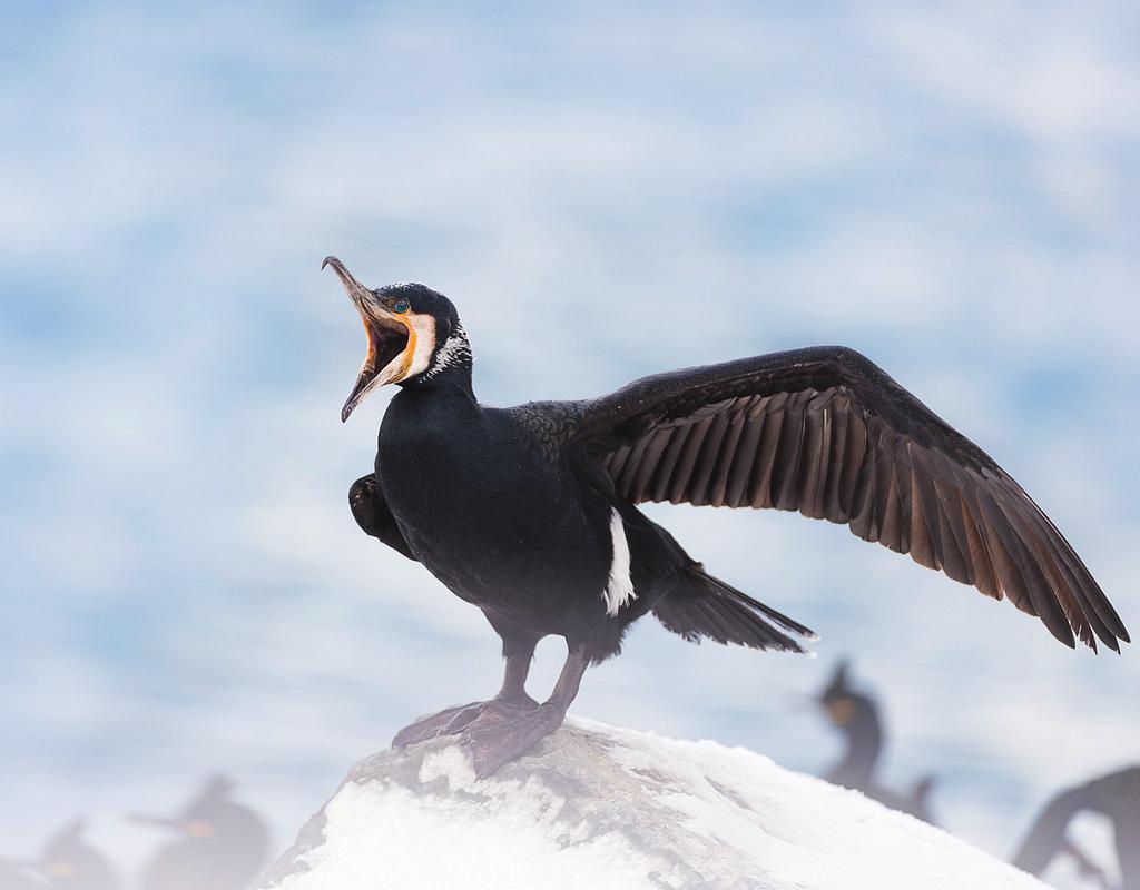 Det hekker to underarter av storskarv i Europa, og begge disse hekker hos oss.