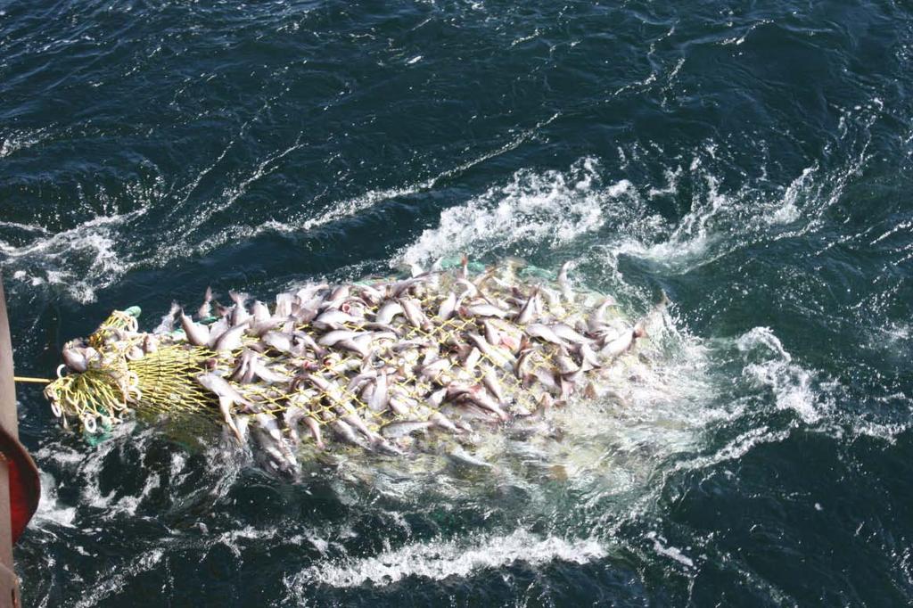 Bilde 12: Bildet viser fisk som er blitt klemt av snurpetauene; noe som tyder på at sekken lukkes momentant. Hal 6 Forsøket ble gjennomført med sekk 2 (forkortet med 7 masker) på ca.