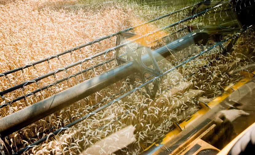 Korn Markedssituasjonen Høsten 2009 ga lave kornavlinger med bare 1 006 900 tonn salgskorn. En må helt tilbake til 1994 for å finne lavere avling.