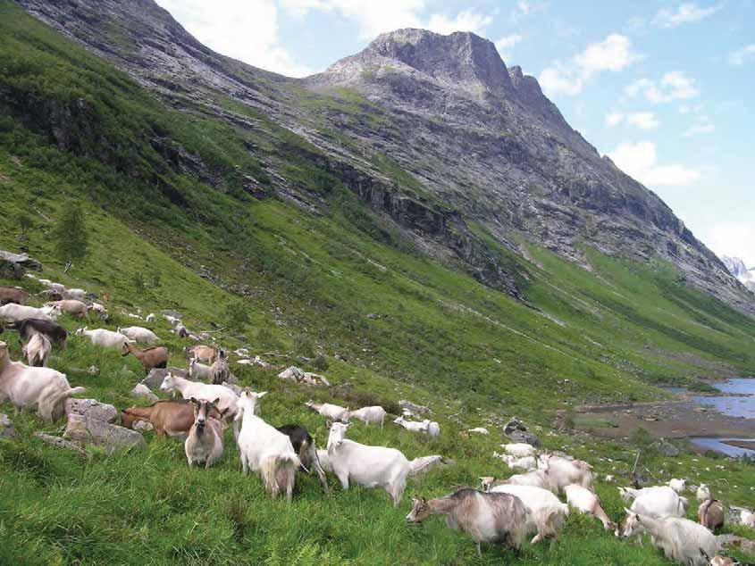 Fylkesmannen i Møre og Romsdal Miljøvernavdelinga Supplerande kartlegging av