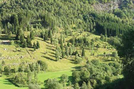 007 Norddal: Eidsdal: Ovanfor Solvang camping, ein relativt artsfattig einerhage med m.a. sølvbunke og blåbærmark.