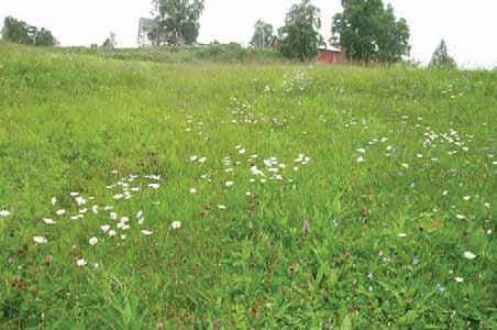 011 Norddal: Eidsdal: Fremste Kilsti, Bakkane, slåttemark med