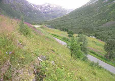 061 Norddal: Tafjord: Øvste Rødal, her er det framleis artsrikdom på dei mest