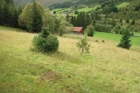 Lokaliteten grensar til granplantefelt.