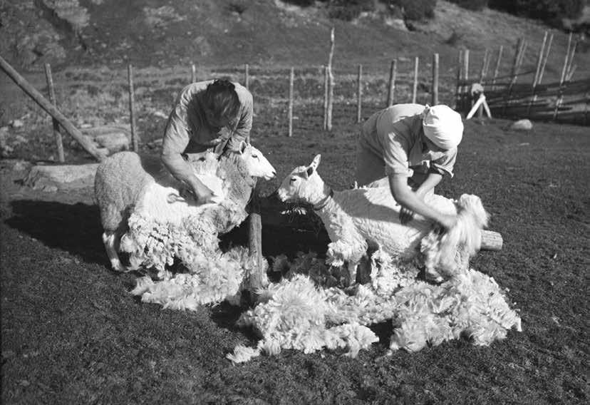 Saueklipping, 1941. Foto: A. B. Wilse, Norsk Folkemuseum. Spinning på håndtein i Jølster, 1963. Foto: Kyrre Grep. li langt utpå høsten innen en kom så langt. På primstaven er 25.