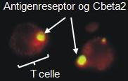 I mange av bioteknologi-prosjektene anvendes det i stor grad avansert molekylær-biologisk metodikk for å løse sine utfordringer (se eksempelboks for Bioteknologi).