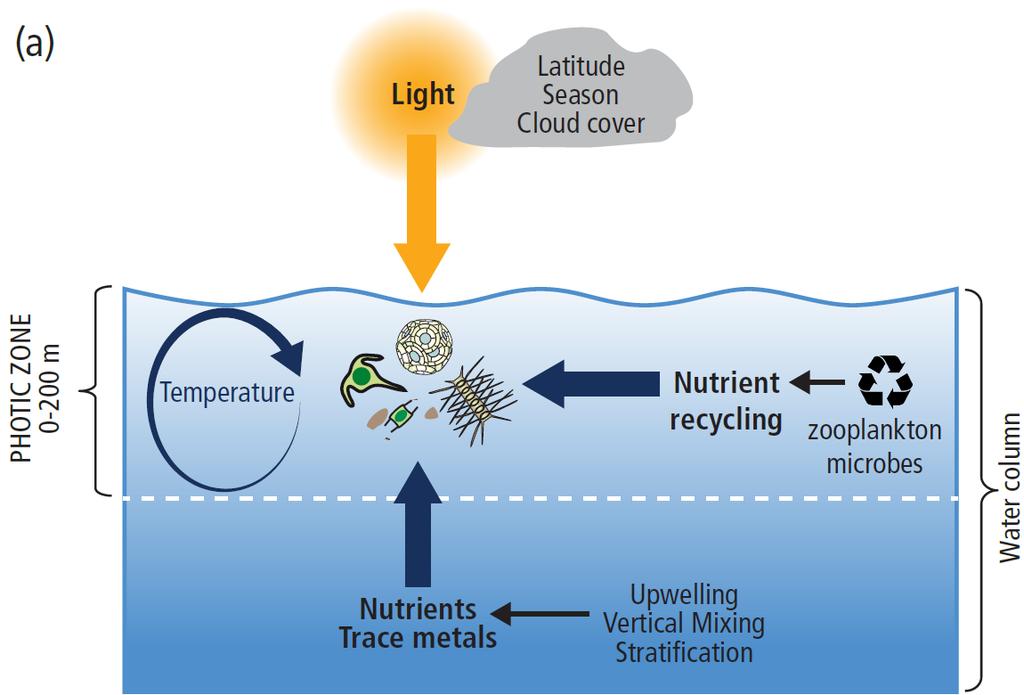 Primær produksjon Planteplankton oppblomstring: hovedsakling styrt av tilgjengelig lys, oppblanding av
