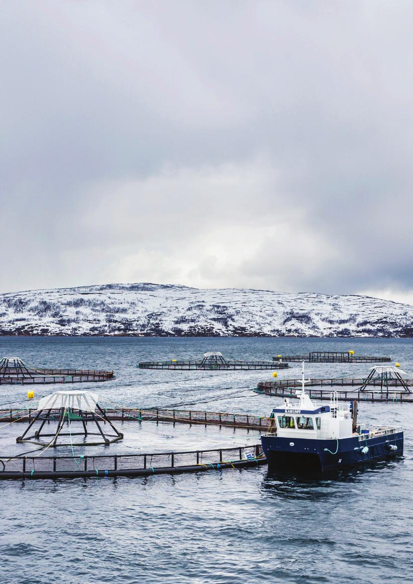 VÅRE VERDIER Lerøy Seafood Group har, sammen med organisasjonen, utarbeidet verdier for konsernet.